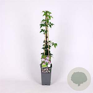 Clematis alpina 'Willy'# 70 cm 2,0L