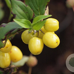 Cornus mas 'Flava' 60-80 cm C1.5