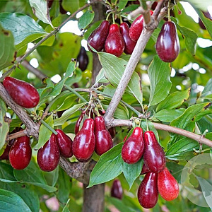 Cornus mas 'Szafer' 60-80 cm wortelgoed