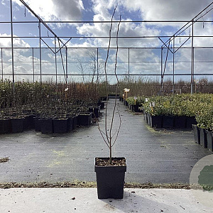 Lindera benzoin 50-80 cm 3,0L