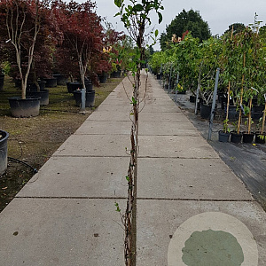 Lonicera periclymenum 150-175 cm 5,0L