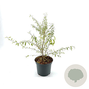 Lycium barbarum Little Goji 30-40 cm 3,0L