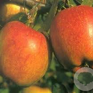 Malus d. 'Braebrite' 125-150 cm wortelgoed