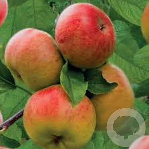 Malus d. 'Topaz' 125-150 cm wortelgoed