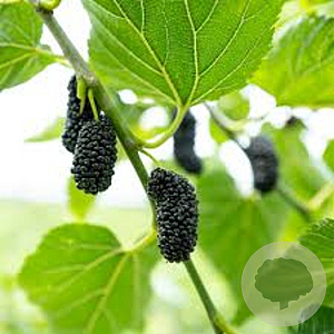 Morus alba 'Mulle' 40-50 cm C1.5