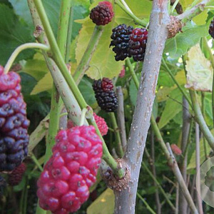 Morus bombycis 'Shin Tso' 100-125 cm 3,0L