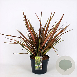 Phormium 'Evening Glow' 60-80 cm 7,5L