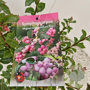 Symphoricarpos Magical Candy 30-40 cm 2,5L