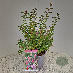Symphoricarpos Magical Candy 30-40 cm 2,5L