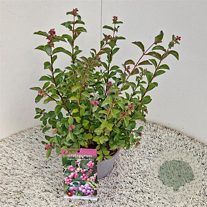 Symphoricarpos Magical Candy 30-40 cm 2,5L