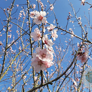 Prunus d. 'Robijn' 175-200 cm wortelgoed