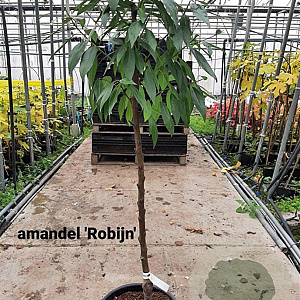 Prunus d. 'Robijn' 175-200 cm wortelgoed