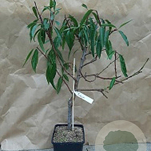 Prunus d. 'Robijn' 175-200 cm wortelgoed