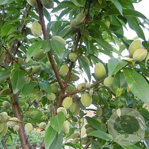 Prunus d. 'Robijn' 175-200 cm wortelgoed