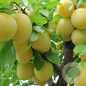 Prunus d. 'Shiroplum' 150-200 cm wortelgoed