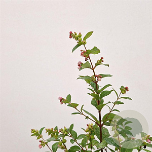 Symphoricarpos Magical Galaxy 30-40 cm 2,5L