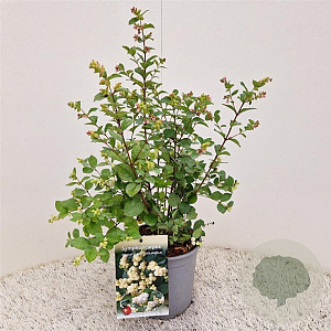 Symphoricarpos Magical Galaxy 30-40 cm 2,5L