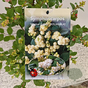 Symphoricarpos Magical Galaxy 30-40 cm 2,5L