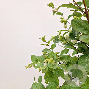 Symphoricarpos Magical Galaxy 30-40 cm 2,5L