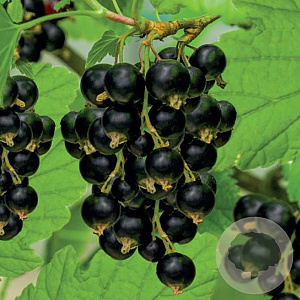 Ribes nigr. 'Titania' plantgoed C1.5