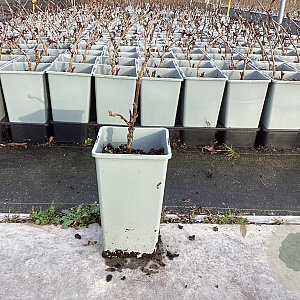 Ribes rub. Weisse Versailles plantgoed C1.5