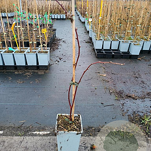 Rubus 'Dorman Red' 50-60 cm C1.5