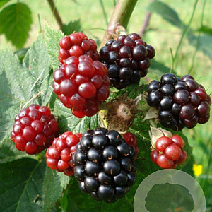 Rubus frut. 'Loch Ness' 60-80 cm 3,0L