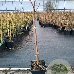 Rubus idaeus 'Autumn Bliss' 50-60 cm 3,0L