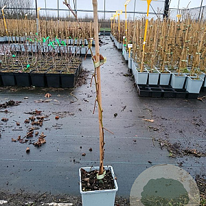 Rubus idaeus 'Tummelberry' 50-60 cm C1.5