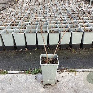 Sambucus canadensis 'York' 30-40 cm P15