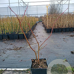 Vaccinium c. 'Darrow' 50-60 cm 3,0L