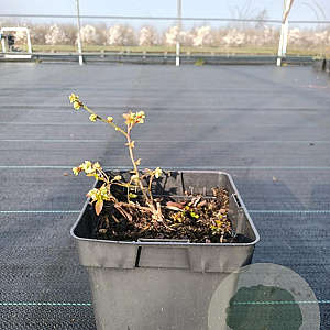 Vaccinium c. 'Northcountry' 30-40 cm 3,0L