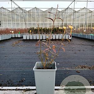 Vaccinium 'Pink Lemonade' 30-40 cm P15