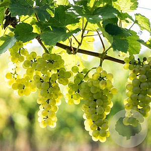 Vitis 'Himrod' 50-60 cm C1.5