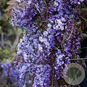 Wisteria sinensis 'Amethyst' 70 cm 2,0L