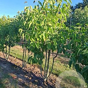 Syringa v. 'Mme Lemoine' 175-200 cm draadkluit struik