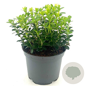 Vaccinium vitis-idaea 20-30 cm 2,0L