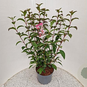 Viburnum bodn. 'Dawn' 140-160 cm 10L