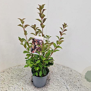 Viburnum farreri 60-70 cm 2,5L