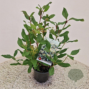 Viburnum globosum 'Jermyns Globe' 30-40 cm 2,5L
