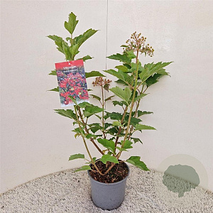Viburnum opulus 'Compactum' 60-70 cm 3,0L
