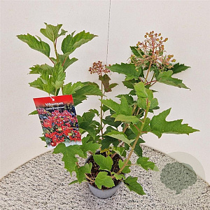 Viburnum opulus 'Compactum' 60-70 cm 3,0L