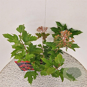 Viburnum opulus 'Compactum' 60-70 cm 3,0L