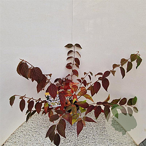 Viburnum plic. 'Mariesii' 40-45 cm 3,0L