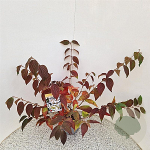 Viburnum plic. 'Mariesii' 40-45 cm 3,0L