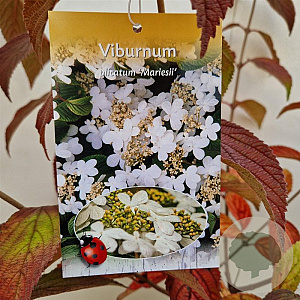 Viburnum plic. 'Mariesii' 40-45 cm 3,0L