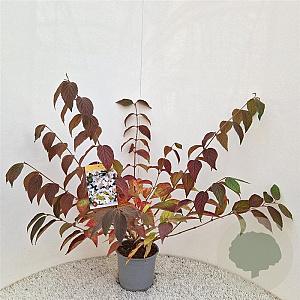 Viburnum plic. 'Mariesii' 40-45 cm 3,0L