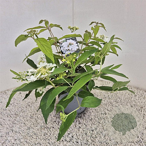 Viburnum plic. 'Watanabe' 30-35 cm 2,5L