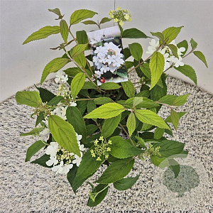 Viburnum plic. 'Watanabe' 30-35 cm 2,5L