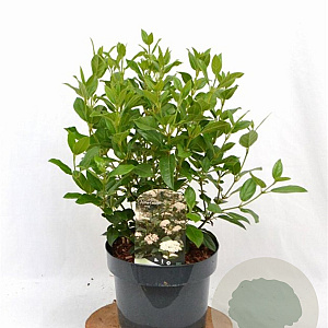 Viburnum tinus 40-60 cm 5,0L
